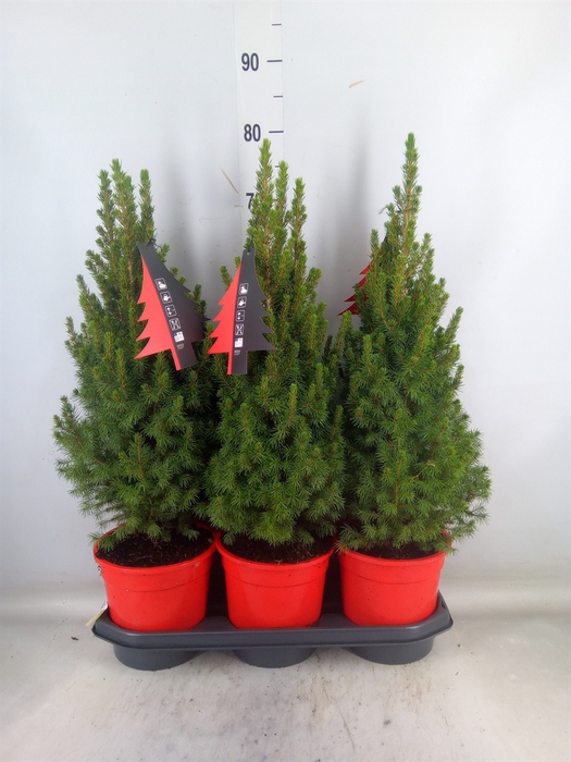 <h4>Picea glauca 'Perfecta'</h4>