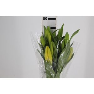 LIRIO EL DIVO 080 CM HT 2/3 FLS