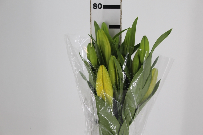 <h4>LIRIO EL DIVO 080 CM HT 2/3 FLS</h4>