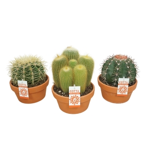 Cactus Gemengd Bol Keramiek Terracotta