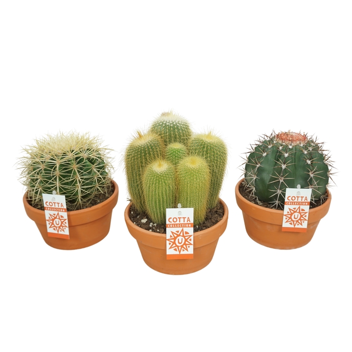 <h4>Cactus Gemengd Bol Keramiek Terracotta</h4>