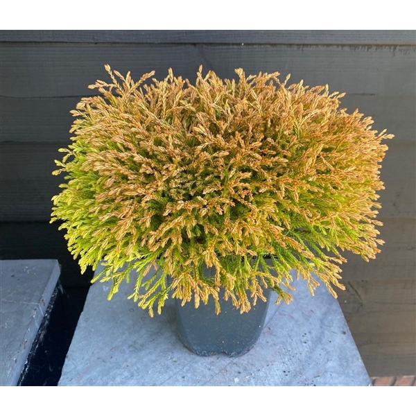 Thuja occidentalis 'Golden Tuffet' P17