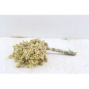 Schinus M Pt Champagne Bunch