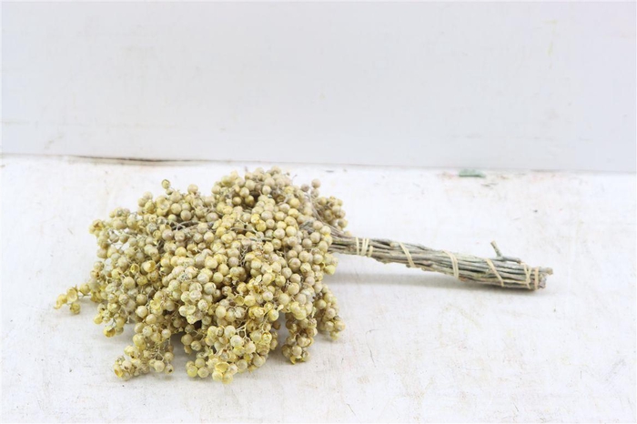Schinus M Pt Champagne Bunch