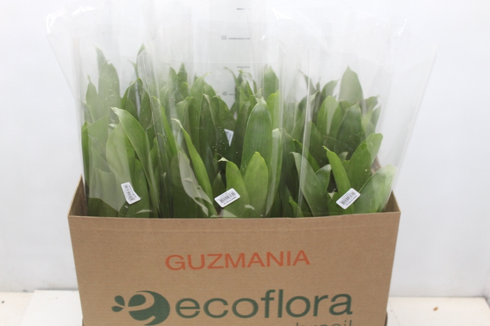 <h4>GUZMANIA DENISE P14</h4>