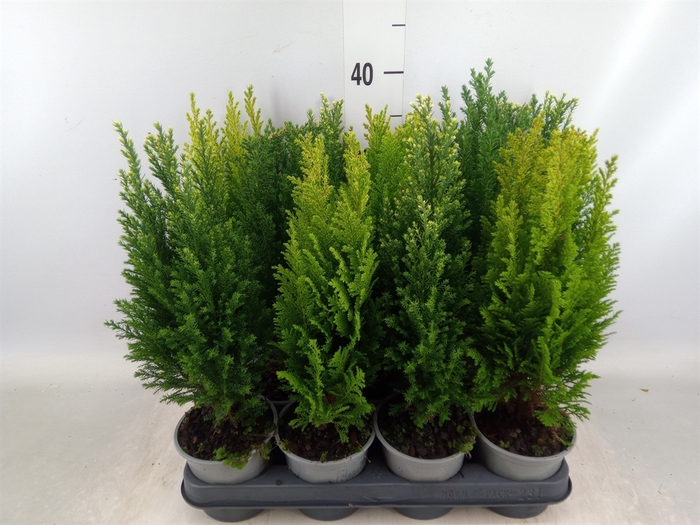 <h4>Conifers   ...mix</h4>