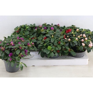 Rhododendron (Simsii Grp) gemengd