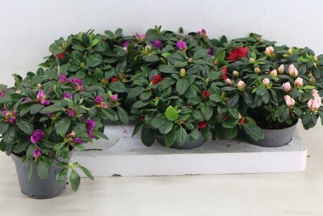 <h4>Rhododendron (Simsii Grp) gemengd</h4>