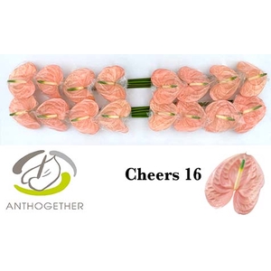 ANTH A CHEERS 16