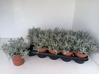 <h4>LEUCOPH BROWNII</h4>