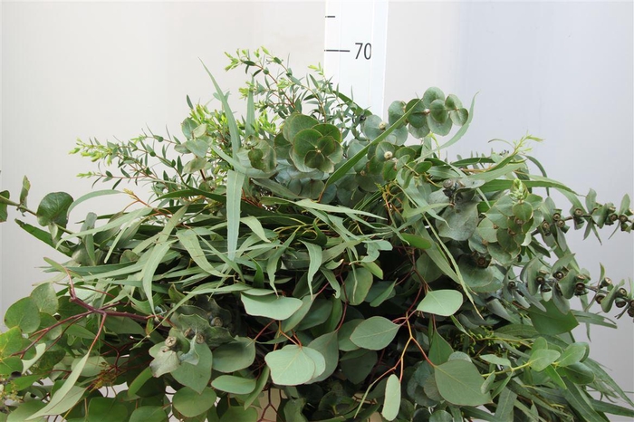 <h4>Euca Gemengd Lang</h4>