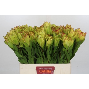 Leucadendron Goldstrike