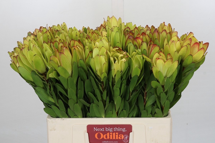 <h4>Leucadendron Goldstrike</h4>