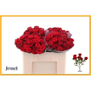 R TR VELVET BLOSSOMS