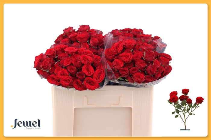 <h4>R TR VELVET BLOSSOMS</h4>