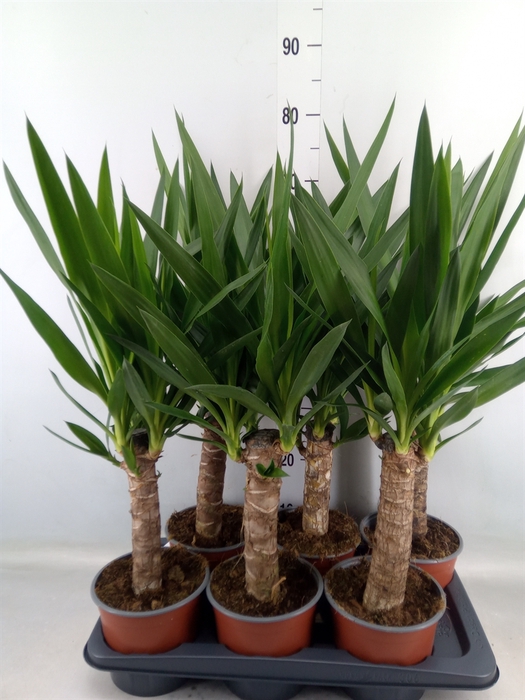 <h4>Yucca elephantipes   ...</h4>