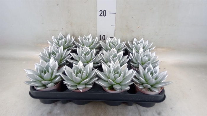 <h4>Echeveria  'Miranda'</h4>