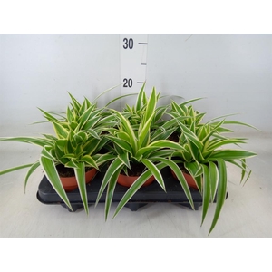 Chlorophytum com.