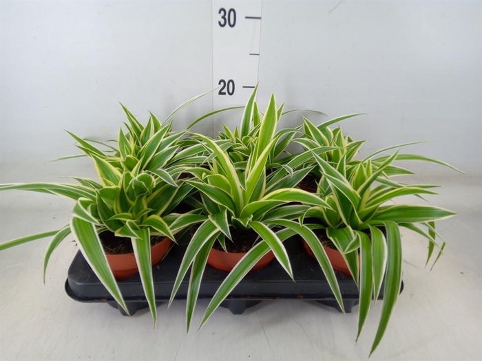 <h4>Chlorophytum com.</h4>