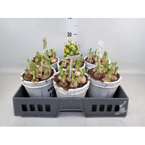 Arr.  Narcissus Tete Tete L%