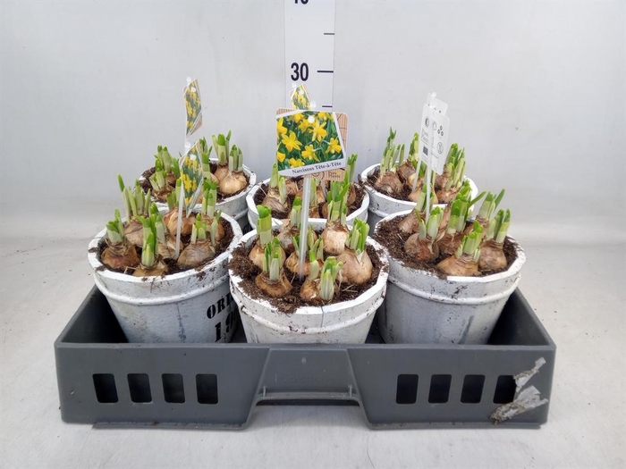 <h4>Arr.  Narcissus Tete Tete L%</h4>