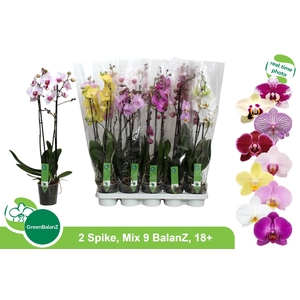 PHAL GEM 9 KL