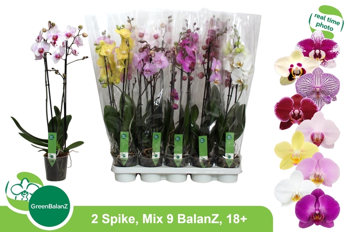 <h4>PHAL GEM 9 KL</h4>