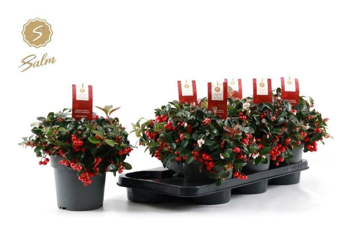 <h4>GAULTH PR BIG BERRY</h4>