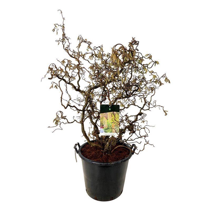 <h4>Corylus a. 'Contorta'</h4>
