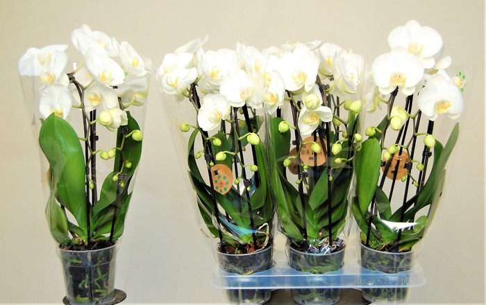 <h4>PHAL EL CASCADE</h4>