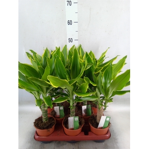 Dracaena frag. 'Golden Coast'