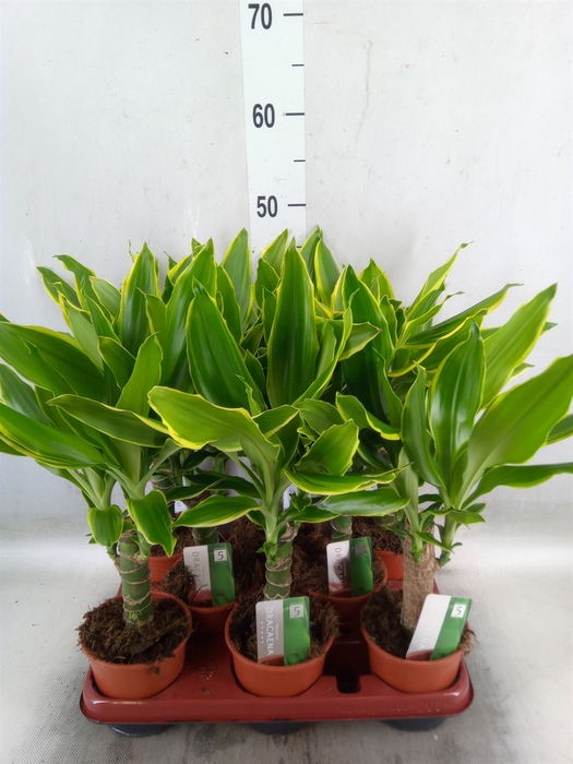 <h4>Dracaena frag. 'Golden Coast'</h4>