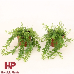 P12 cm - Aeschynanthus Japhrolepis