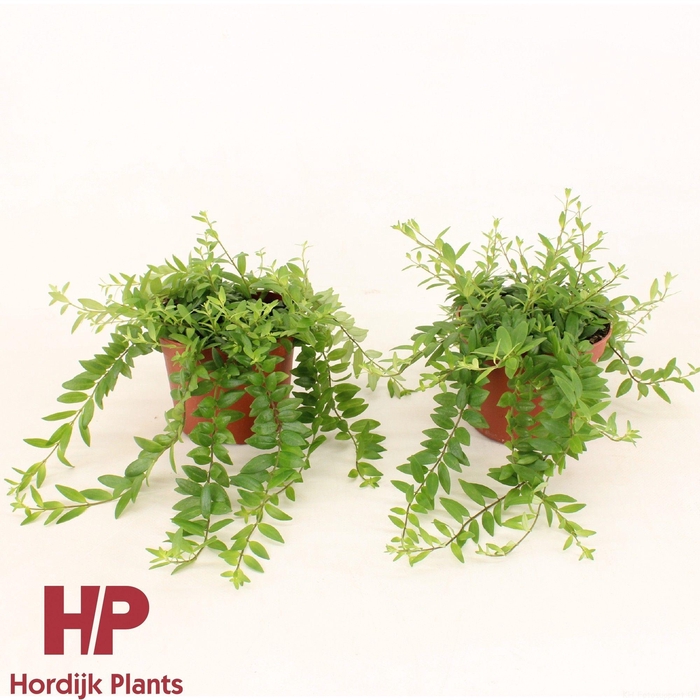 <h4>P12 cm - Aeschynanthus Japhrolepis</h4>