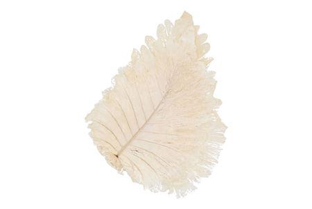 <h4>Dry Bleached Caban Leaves 30x22cm</h4>
