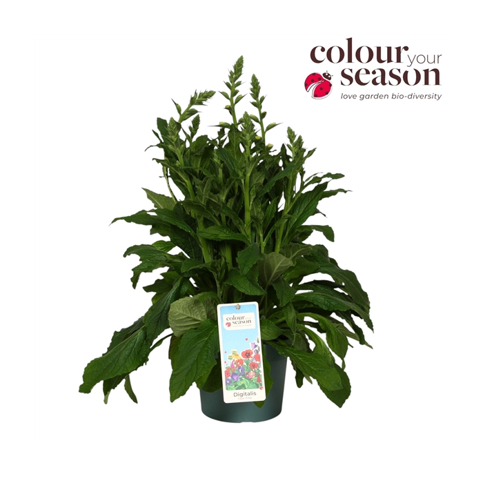 <h4>Digitalis Lucas White P19</h4>