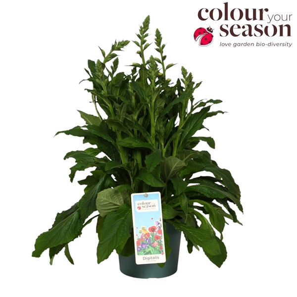 Digitalis Lucas White P19