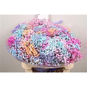 GYPSOPHILA DYED RAINBOW