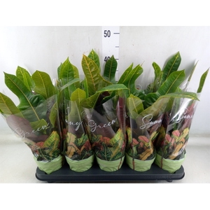Codiaeum var. GR 'Excellent'