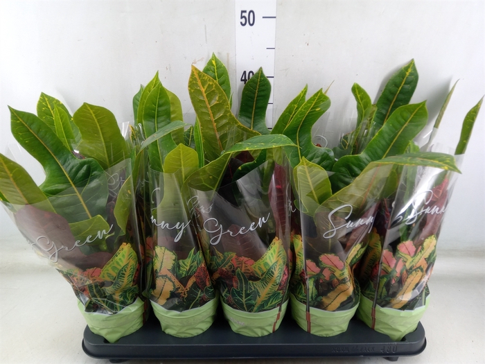 <h4>Codiaeum var. GR 'Excellent'</h4>