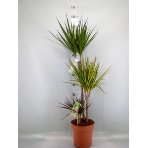 Dracaena marg.   ..mix 3