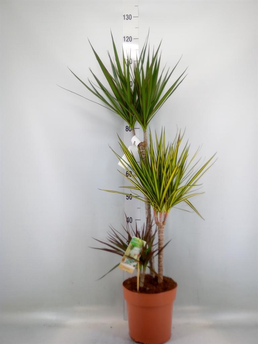 <h4>Dracaena marg.   ..mix 3</h4>