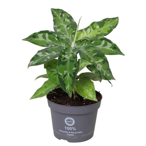 AGLAONEMA COMMUTATUM P10.5 TRICOLOR