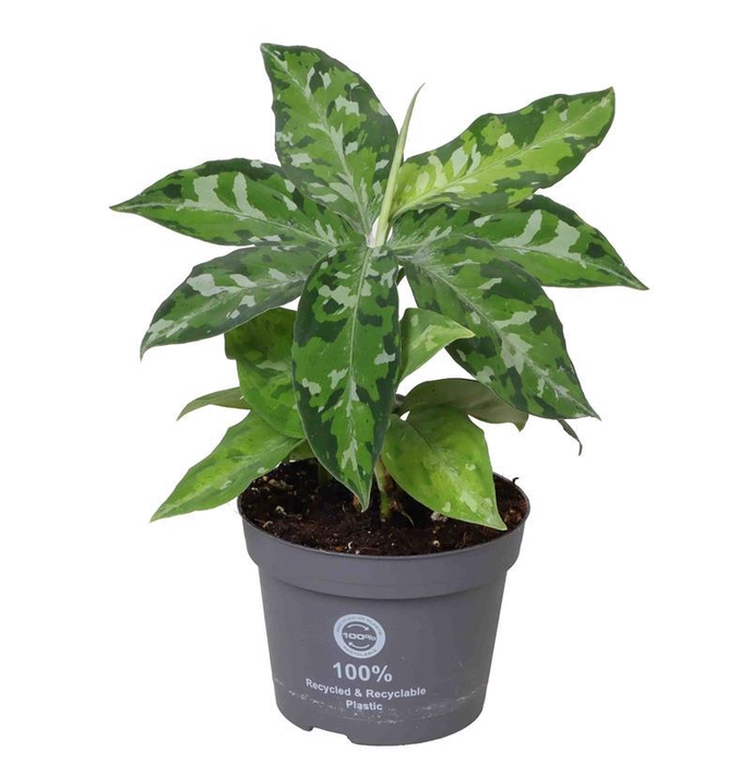 <h4>AGLAONEMA COMMUTATUM P10.5 TRICOLOR</h4>
