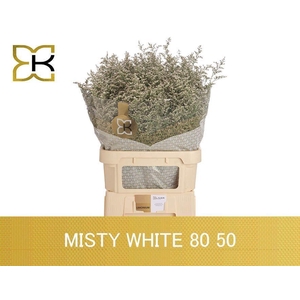 LIMONIUM MISTY WHITE LIM MISTY WHIT