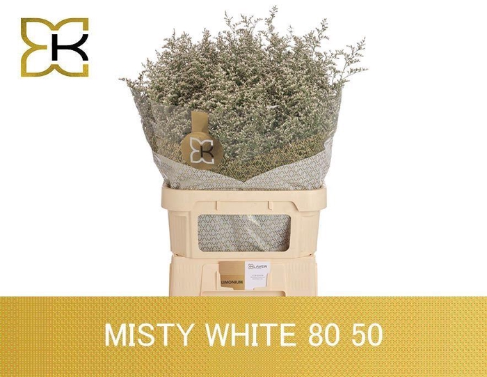 <h4>LIMONIUM MISTY WHITE LIM MISTY WHIT</h4>