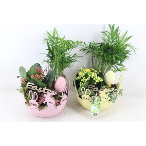 arr2 JS - Zink bolschaal paas fig.