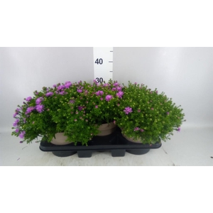 Aster dum. 'Alpha Light Pink'