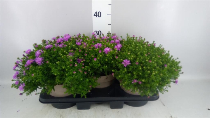 <h4>Aster dum. 'Alpha Light Pink'</h4>