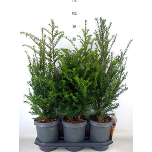 Taxus baccata